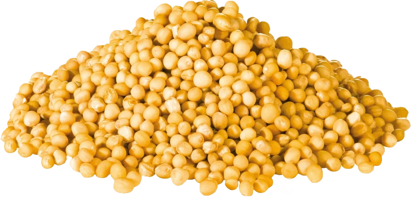 YELLOW MUSTARD SEED (50g, 100g, 250g, 500g)